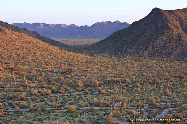 photo of the Sonora Desert in early morning